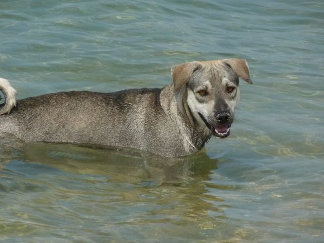 Auch «Hund» kühlt sich im Meer ab.